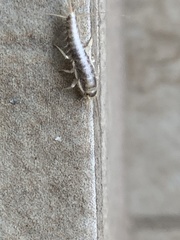 Ctenolepisma longicaudatum