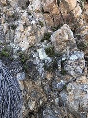 Dudleya viscida