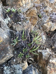 Dudleya viscida