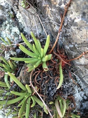 Dudleya viscida