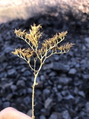 Dudleya viscida