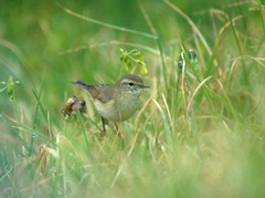 Phylloscopus ibericus
