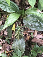Calanthe alismifolia