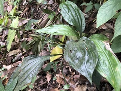Calanthe alismifolia