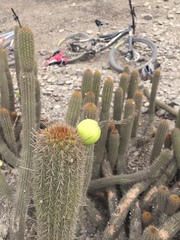 Haageocereus acranthus