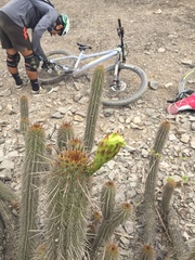 Haageocereus acranthus