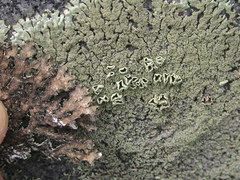 Xanthoparmelia plittii