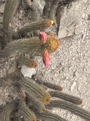 Haageocereus acranthus