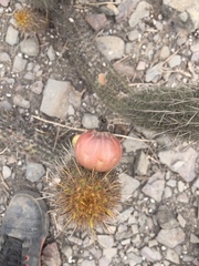 Haageocereus acranthus