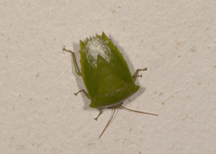 Pantochlora vivida