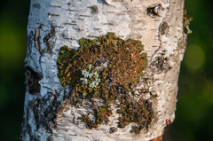 Melanohalea olivacea