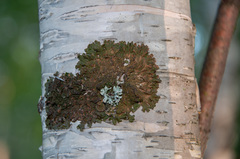 Melanohalea olivacea