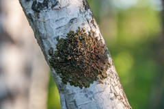 Melanohalea olivacea