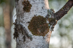 Melanohalea olivacea