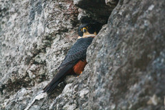 Falco rufigularis image