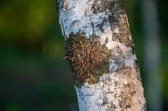 Melanohalea olivacea