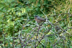 Curruca iberiae
