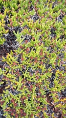 Ruschia lineolata