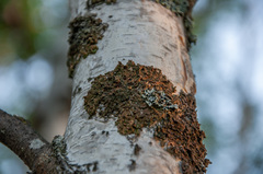 Melanohalea olivacea