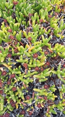 Ruschia lineolata
