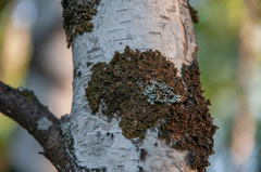 Melanohalea olivacea