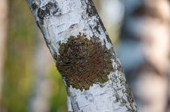 Melanohalea olivacea