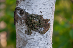 Melanohalea olivacea