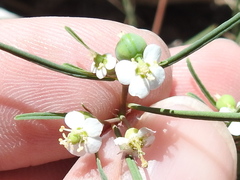Euphorbia florida