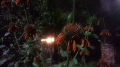 Leonotis nepetifolia