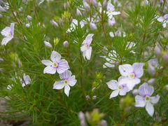 Veronica filifolia