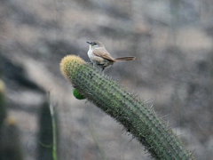 Pseudasthenes cactorum