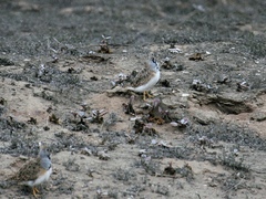 Thinocorus rumicivorus