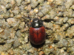 Chrysolina diluta