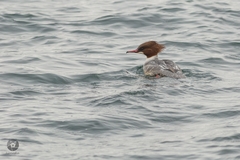 Mergus merganser