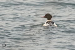 Mergus merganser