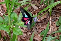 Parides neophilus