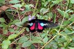 Parides neophilus