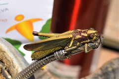 Zygoclistron superbum