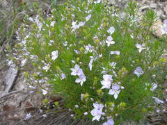 Veronica filifolia