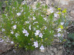 Veronica filifolia