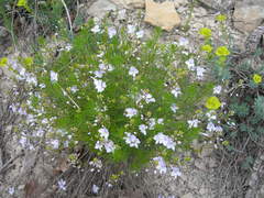 Veronica filifolia