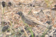 Calandrella dukhunensis