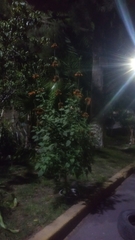 Leonotis nepetifolia