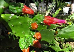 Opuntia dejecta