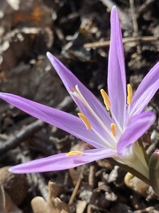 Colchicum bulbocodium