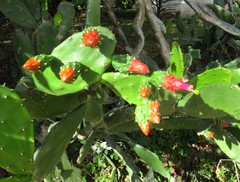Opuntia dejecta