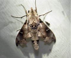 Madoryx oiclus
