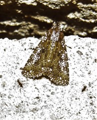 Condica pagetophagus