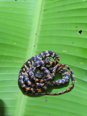 Siphlophis cervinus