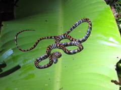 Siphlophis cervinus